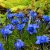 Gentiana sinoornata Eugens Allerbester, Höstgentiana