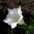 Gentiana sinoornata Serenity, Höstgentiana, P9cm