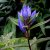 Gentiana asclepiadea, Knippgentiana, P9cm
