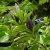 Gentiana septemfida, Fransgentiana, P9cm