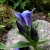 Gentiana septemfida, Fransgentiana, P9cm