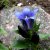 Gentiana septemfida, Fransgentiana, P9cm