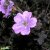Geranium hybr. Dusky Crûg, Trädgårdsnäva