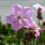 Geranium dalmaticum, Dvärgnäva, P9cm