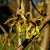 Hamamelis mollis