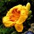 Hemerocallis hybr. Fooled Me