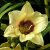 Hemerocallis hybr. Pandoras Box, Daglilja, SQ1