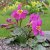 Incarvillea delavayi, Rosenincarvillea