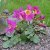 Incarvillea delavayi, Rosenincarvillea