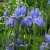 Iris sibirica Blue King