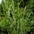 Miscanthus sinensis Zebrinus, Zebragräs