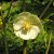 Podophyllum peltatum, Amerikanskt Fotblad, P9cm