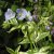 Polemonium reptans Stairway To Heaven, Krypblågull