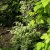 Polemonium reptans Stairway To Heaven, Krypblågull