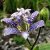 Tricyrtis hirta, Hårig Skugglilja, P9cm