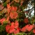 Vitis coignetiae Eminens ® E, Rostvin