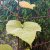 Vitis coignetiae Eminens ® E, Rostvin