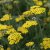 Achillea hybr. Moonshine, Gyllenröllika, P9cm
