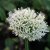 Allium Mont Blanc, Jättelök