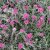 Antennaria dioica Rotes Wunder