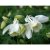 Aquilegia hybr. Spring Magic White, Pastellakleja