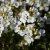 Arabis caucasica Snow Cap, Fjälltrav
