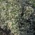 Eurybia (Aster) divaricata Tradescant, Skogsaster