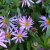 Aster pyrenaeus Lutetia