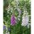 Digitalis purpurea Foxy