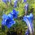 Gentiana sinoornata Eugens Allerbester, Höstgentiana