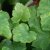 Heuchera villosa, Lönnalunrot, C11cm