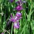 Iris sibirica Sparkling Rose, Rabattiris