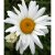 Leucanthemum x superbum Polaris