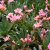 Lewisia hybrid Little Plum, Lewisia, P9cm