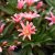 Lewisia hybrid Little Plum, Lewisia, P9cm