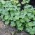 Alchemilla epipsila, Liten Praktdaggkåpa