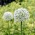 Allium Mont Blanc, Jättelök