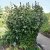 Althaea officinalis