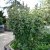 Althaea officinalis
