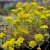 Alyssum montanum Berggold