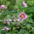 Anemone hupeh. Praecox