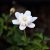 Anemone nemorosa Pink Delight, Vitsippa, P9cm