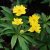 Anemone ranunculoides Semiplena