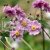 Anemone tomentosa Septemberglanz
