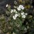 Arabis caucasica Snow Cap, Fjälltrav