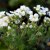 Arabis caucasica Snow Cap, Fjälltrav