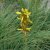 Asphodeline lutea, Junkerlilja, P9cm