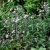 Aster ageratoides Harry Smith