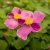 Anemone hupeh. Praecox