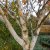 Betula utilis jacquemontii, Himalayabjörk